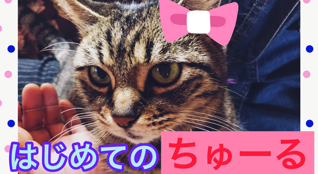 【猫】劇団員実家猫にはじめてのちゅーるあげてみた！